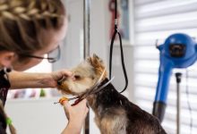 Pet Store Franchise vs. Independent Startup What You Need to Know