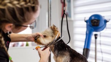 Pet Store Franchise vs. Independent Startup What You Need to Know