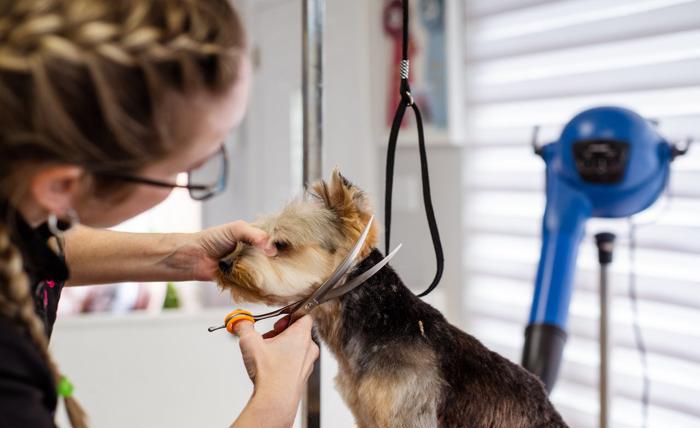 Pet Store Franchise vs. Independent Startup What You Need to Know